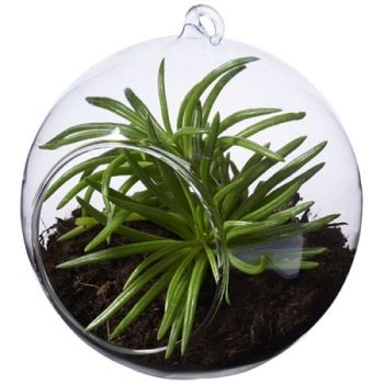 Terrarium Sphère